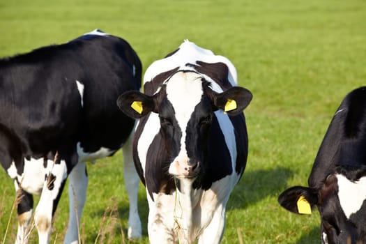 Young cattle with ear tag on green pasture