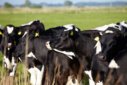 Young cattle with ear tag on green pasture