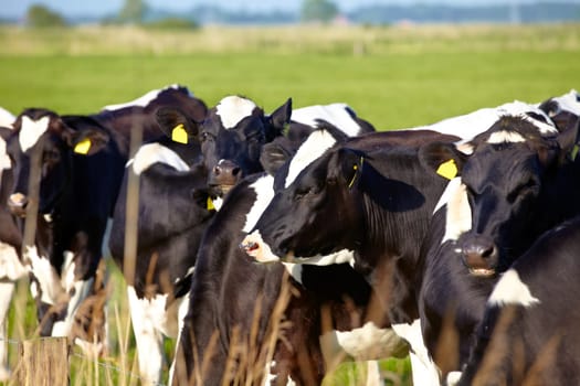 Young cattle with ear tag on green pasture