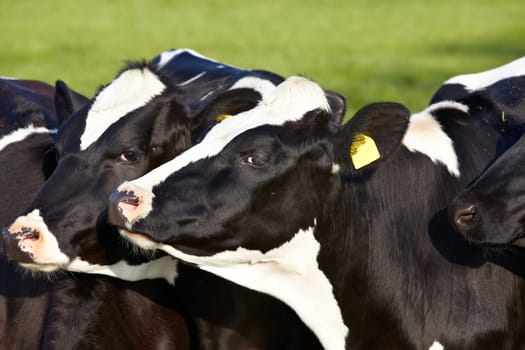 Close-up of young cattle with ear tags on a pasture