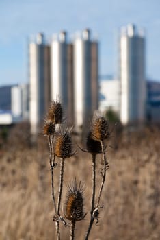 Contrasts on the outskirts of the city