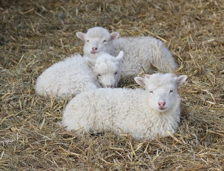 Three white Skudden lambs at Sababurg Zoo