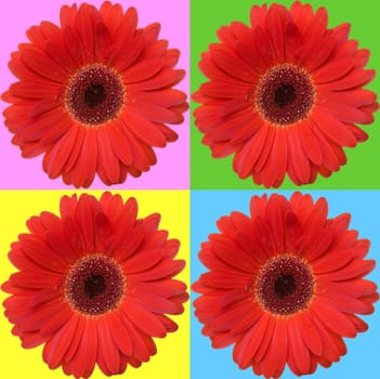 four red daisies isolated on color squares