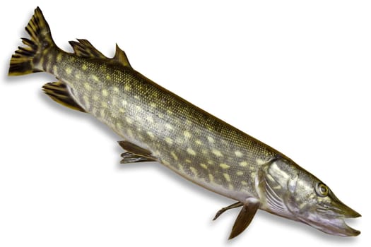 fresh pike fish isolated on white background