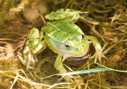 green frog in a water, awaiting insects