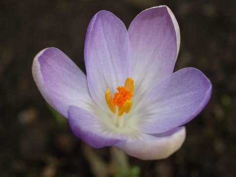 Crocus