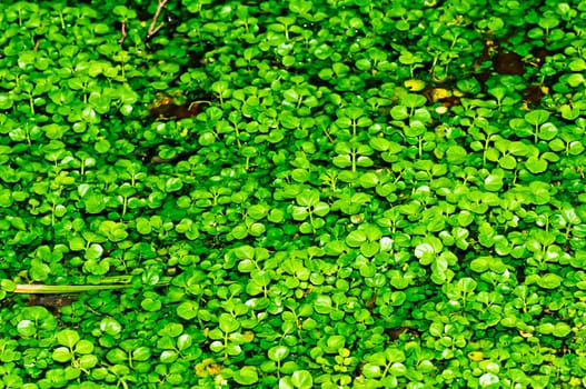 Watercress,Nasturtium officinale