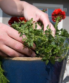 Close up of Gardening Work