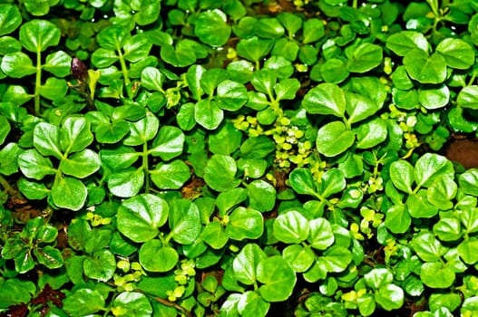 Watercress,Nasturtium officinale