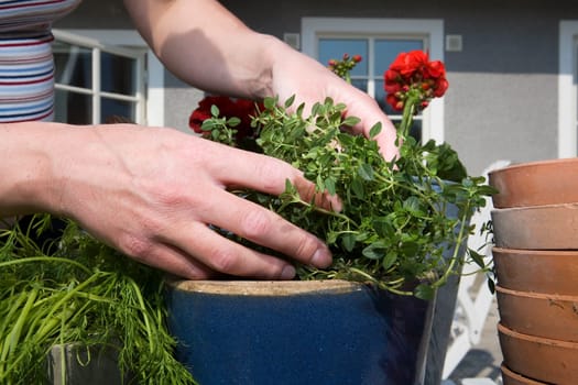 Close up of Gardening Work
