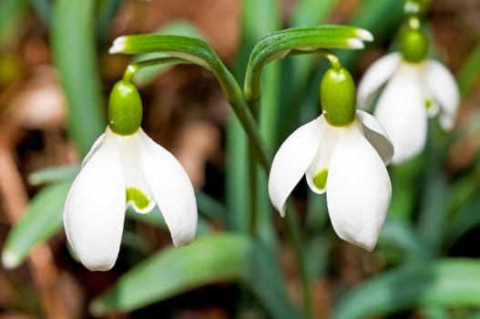 Snowdrop