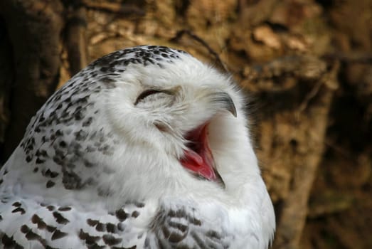 Snowy owl