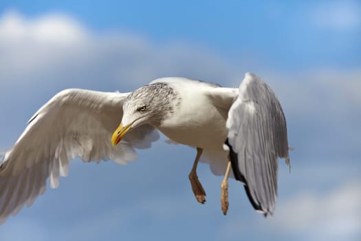 Close-up of a seagull in flight against blue sky