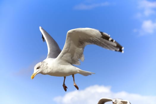 Seagulls in flight against blue sky