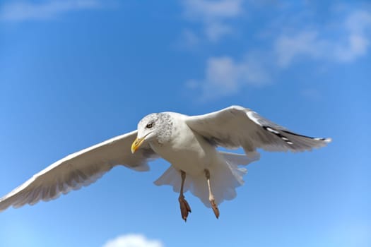 Close-up of a seagull in flight against blue sky