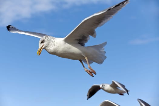 Seagulls in flight against blue sky