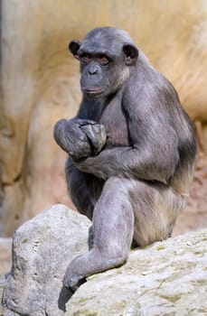 Closeup of chimpanzee Pan troglodytes, Vertical image position staring