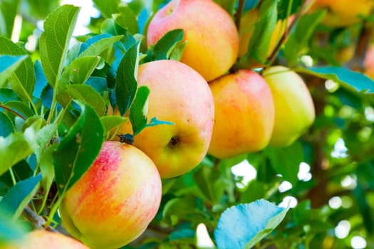 Closeup image of ripe apples on a branch at an orchard
