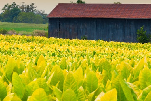 Field of tobacco plants in a farm in Kentucky