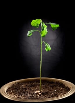 Light painted image of a young avocado plant growing in a pot