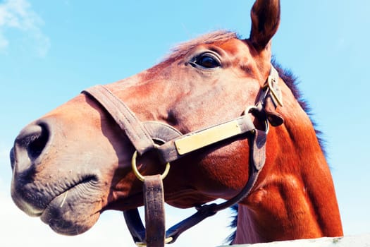 Portrait of a beautiful brown horse against the blue sky