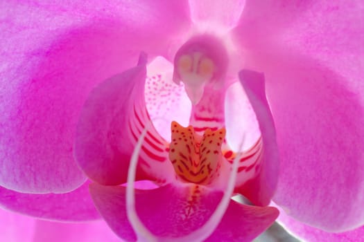 Purple Orchid