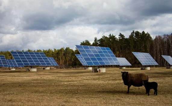 Solar panel and sheep