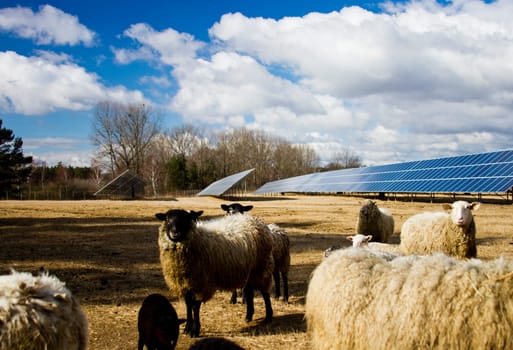 Solar panel and sheep