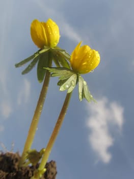 Winter acorn - Eranthis hyemalis
