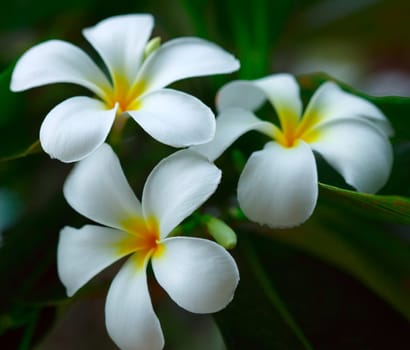 Flowers of white plumeria, shallow DOF.