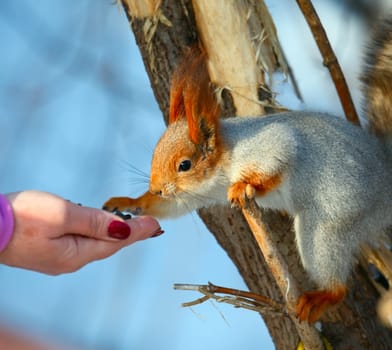 Squirrel eating sunflower seeds, which takes a hand
