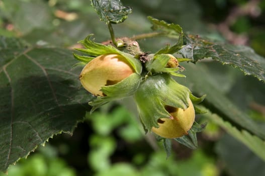 two hazelnuts on the bush with green foliage