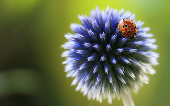 Ladybug on thistle