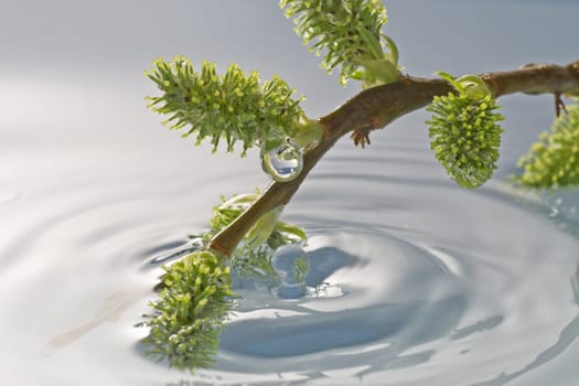 spring natural background, plant buds in a water