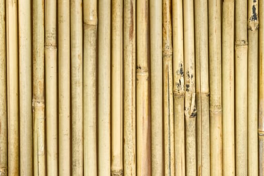 background of vertical bamboo shoots