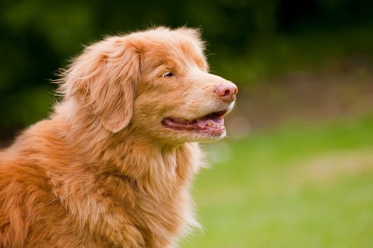 rare breed nova scotia duck tolling retriever