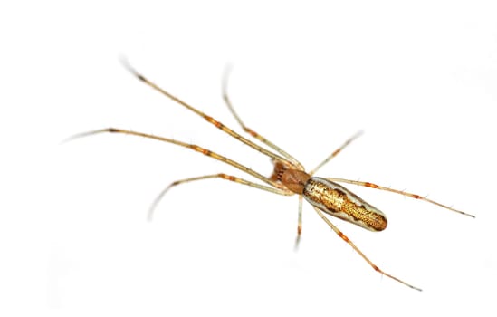 isolated long legged spider close-up