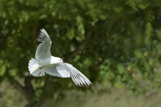 white dove  a symbol of peace and purity