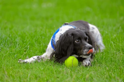 playful spaniel guarding her tennis ball after a game of fetch