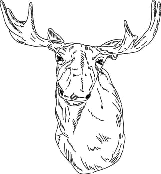 vector - cariboo portrait isolated on background