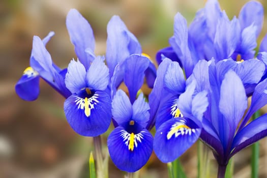 Blue winter iris Iris reticulata