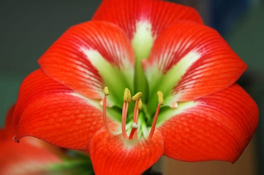 red beautiful blooming flower detail, blurred background
