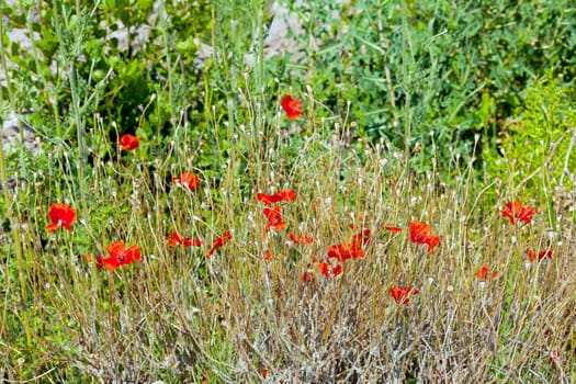 The Wild poppies growing in a spring field