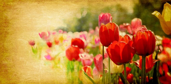 Vintage Tulips on Ambient Card Background
