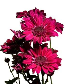 Red chrysanthemum isolated on white background. Flower heads close-up.