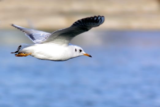 Documentary - The Seagull/Laridae
