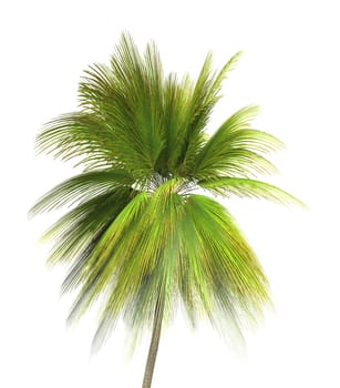 3D Coconut Palm Isolated 02
