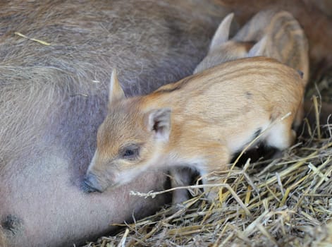 Newborn woolly piglets at Sababurg Zoo