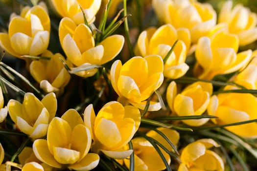 Crocus