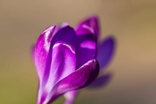 Crocus